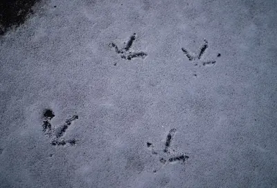 Animal Tracks in the Snow - Minnesota (44637484410)