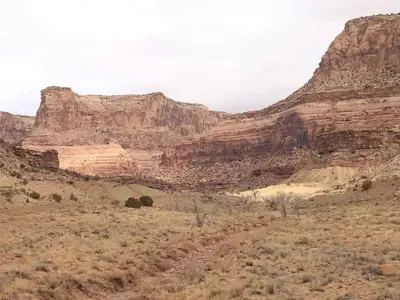 A wide canyon with orange and tan cliffs  and bare cottonwoods following a dry creekbed at the bottom