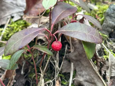 Eastern teaberry (Gaultheria procumbens) in Kingston, NY