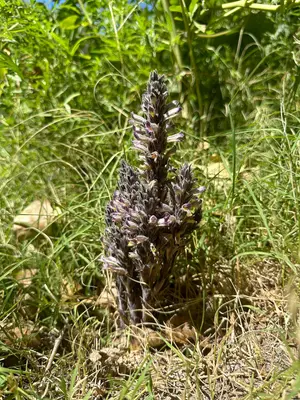 Mature blooming broomrape along the Verde River in Arizona