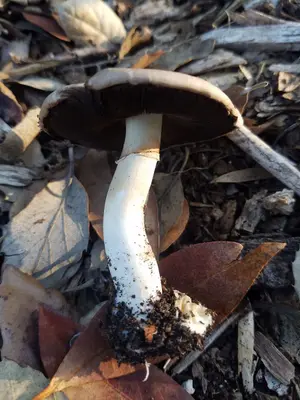 Agaricus L. (Mushroom Observer-979631)