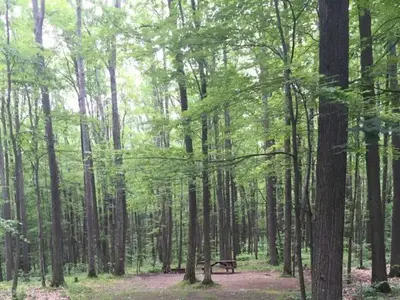 The Minister Creek Trailhead is situated directly across SR 666 from the campground where the popular 6 mile loop Minister Creek Hiking Trail .