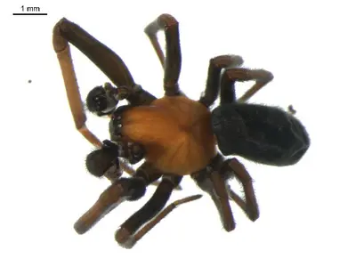 Titanoeca americana 1