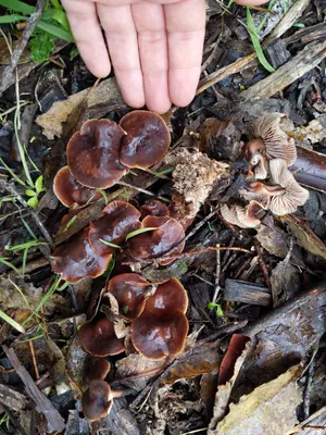 Gymnopus brassicolens 31240074