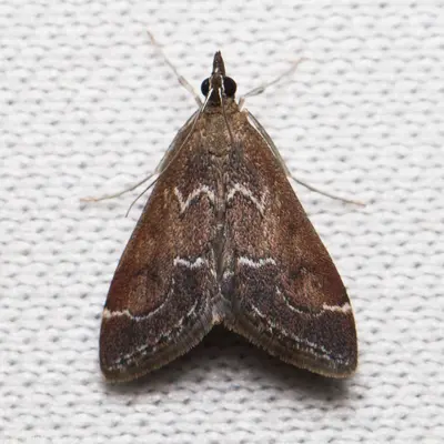 Pyrausta napaealis 8276420