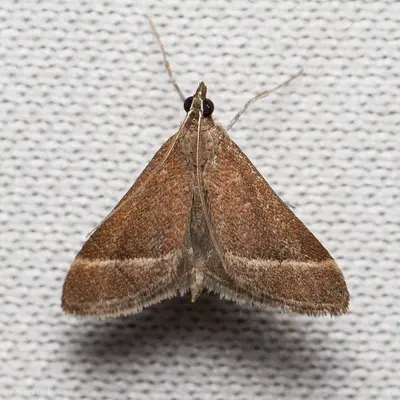Pyrausta lethalis 8276421