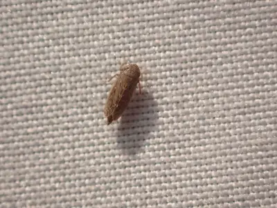 Stenometopiellus sp