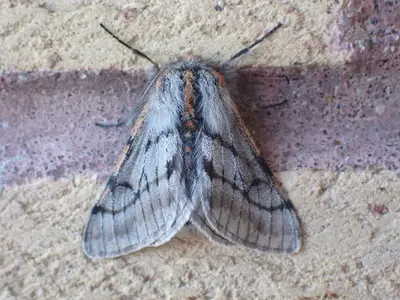 Lycia rachelae