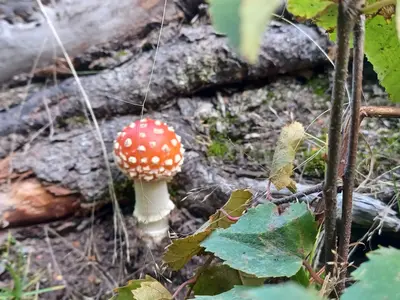 Fly agaric engineer lake