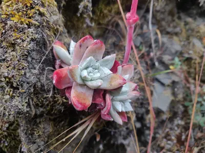 Dudleya farinosa 209758519