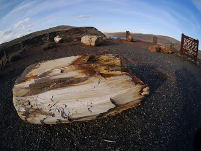 Ginkgo Petrified Forest State Park near Vantage along the Columbia River