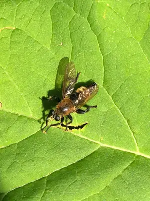 Laphria posticata 85742163