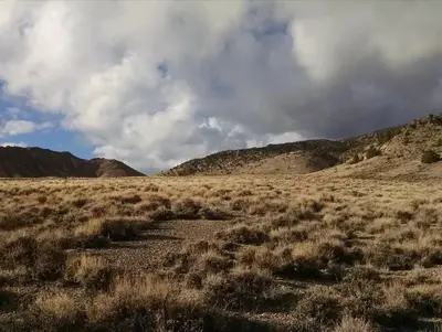 Sunlit sage under clouds and blue sky
