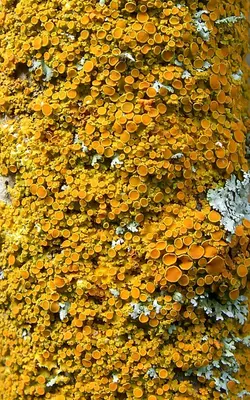Sunburst Lichen (910339132)