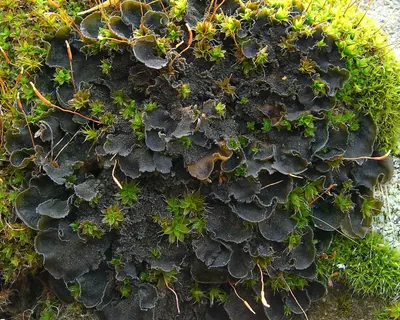 Whiskered Tarpaper Lichen (910358886)