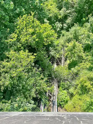 Old Funicular Tracks, Fontana Dam, NC - 52277485743