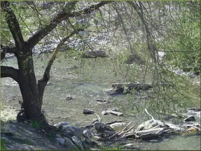 Lytle Creek, Mt Baldy 3-16-13l (8568643885)