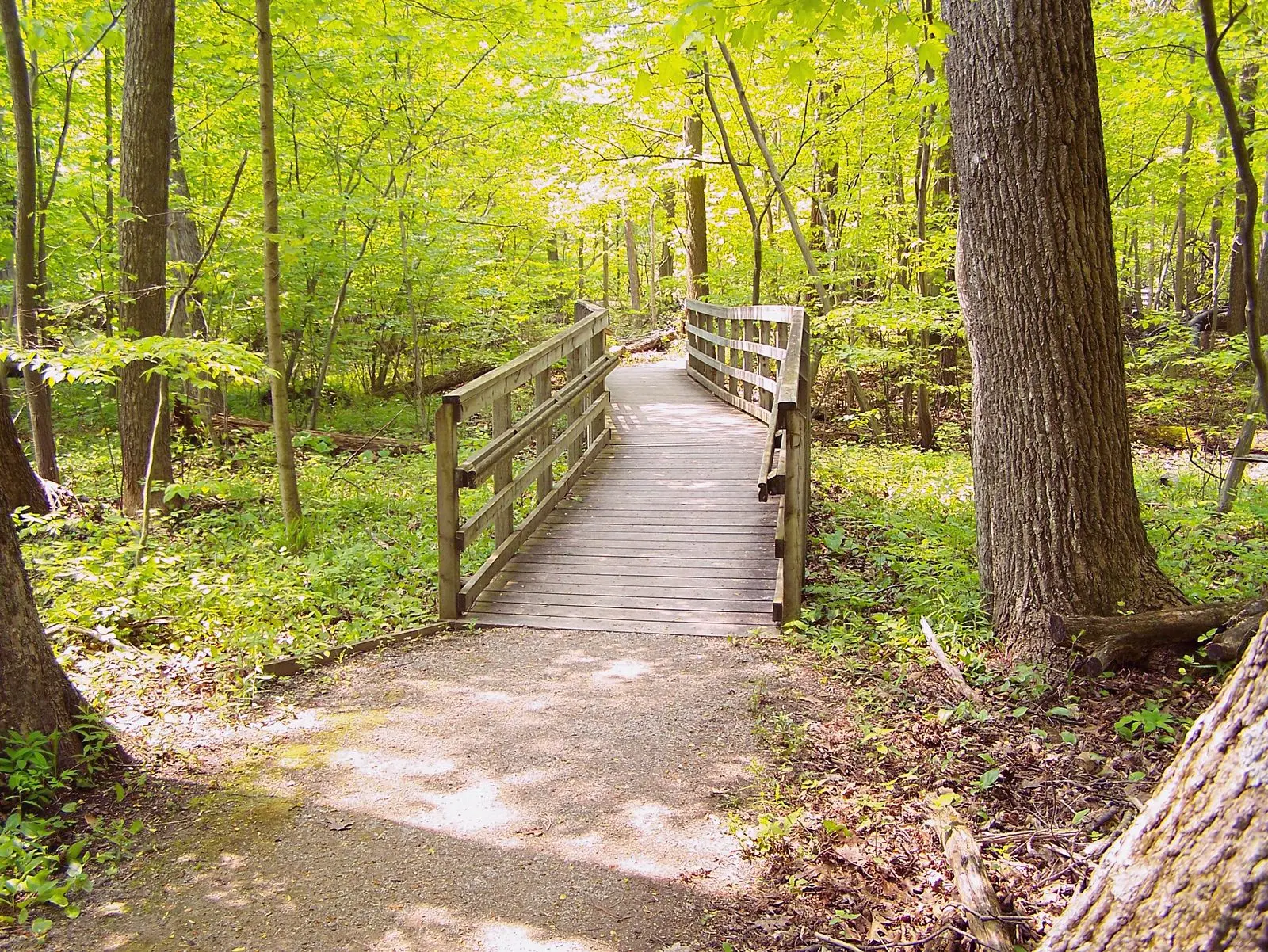 Photo of Rondeau Provincial Park