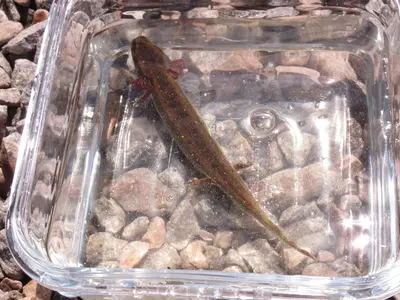 Necturus maculosus 12192961