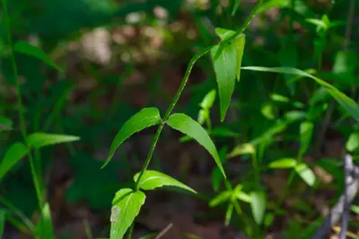 Monarda russeliana 386104006