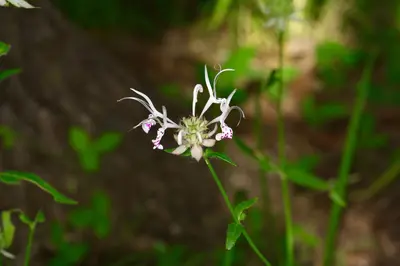 Monarda russeliana 386096870