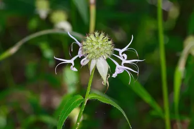 Monarda russeliana 386103941