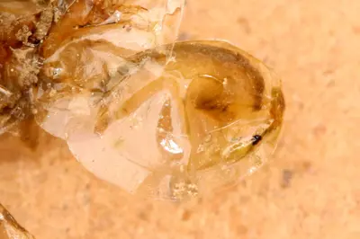 Eulimnadia agassizii 222582944