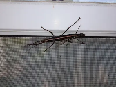 Phasmida in North Myrtle Beach, SC, USA
