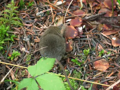 Sorex cinereus, Quetico Provincial Park, Ontario, Canada 1