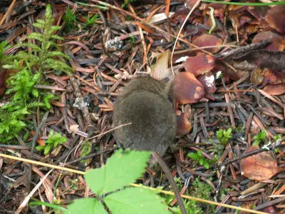 Sorex cinereus, Quetico Provincial Park, Ontario, Canada 2