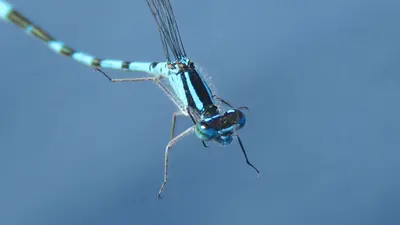 Enallagma hageni 43864074