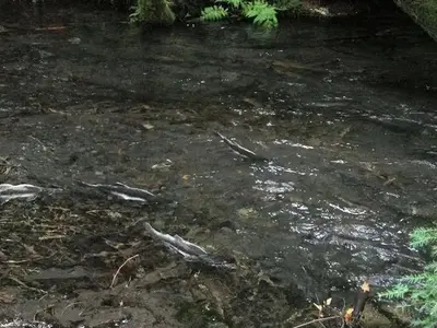 Silver Springs Campground