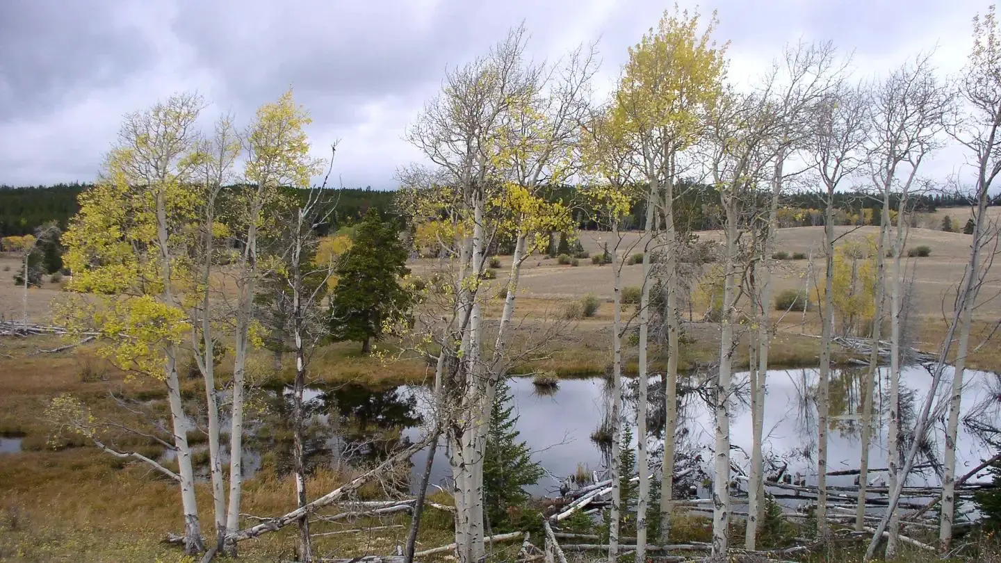 Aspen trees around pond.