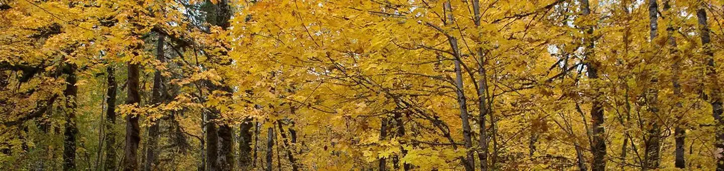 Beaver Campground in fall