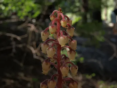 Pinedrops, Pterospora andromedea (16024765358)