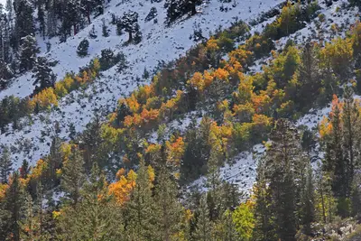 Aspen streaks snow hillside close