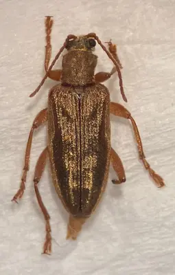 Donacia pubescens