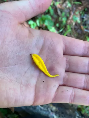 Clavulinopsis laeticolor 115873318