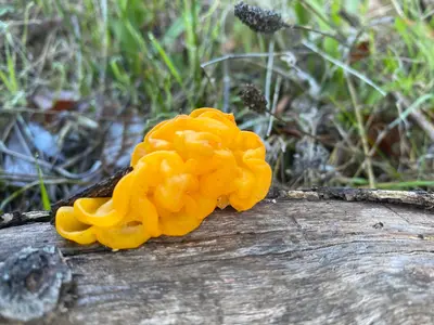 Tremella mesenterica 109951380