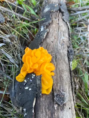 Tremella mesenterica 109951365