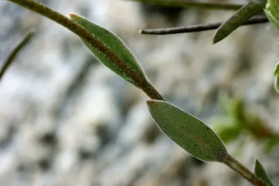 Boechera lemmonii - Flickr - aspidoscelis (12)