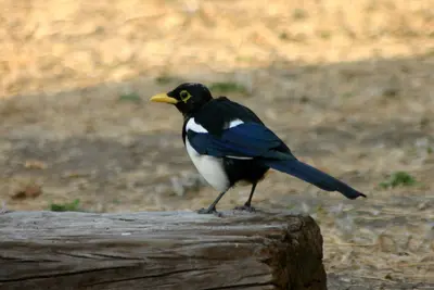 Pica nuttalli San Benito