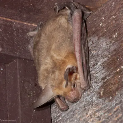 Antrozous-pallidus iNatObs573810 2