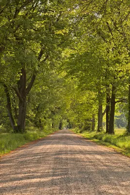 Wye Island Canopy Road - HDR (19423881459)