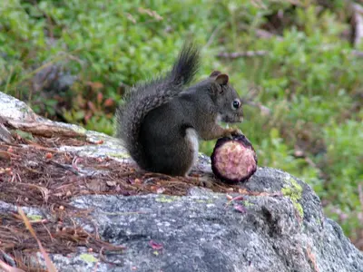 Eastern Gray Squirrel Sciurus carolinensis Lake Juanita WA