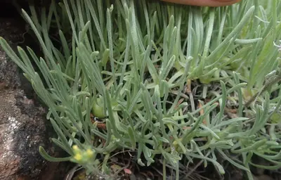Erigeron linearis iNat-49889140