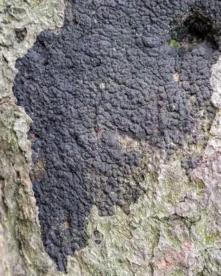 Biscogniauxia nummularia 173906409