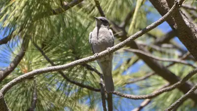 Pinyon Jay (14628632373)