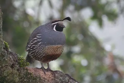 California quail in Joseph D. Grant County Park