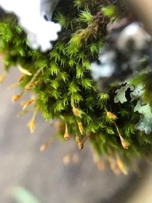 Ulota crispa 188073207